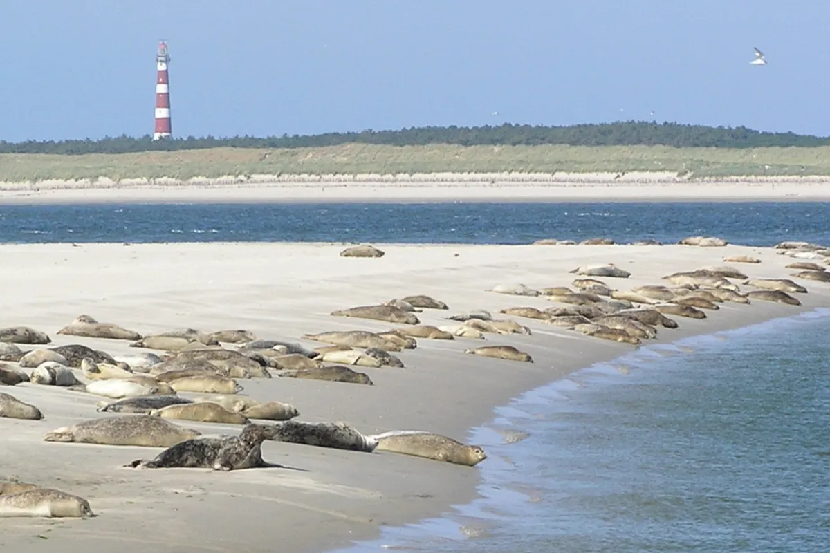 bezoek-de-zeehonden-en-schelpenbank.png